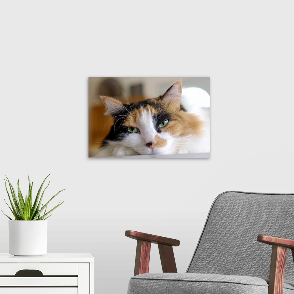 Cat Wall Art, Canvas Prints, Framed Prints, Wall Peels | Great Big Canvas