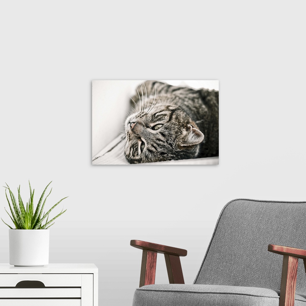 A modern room featuring Cat relaxing upside down.