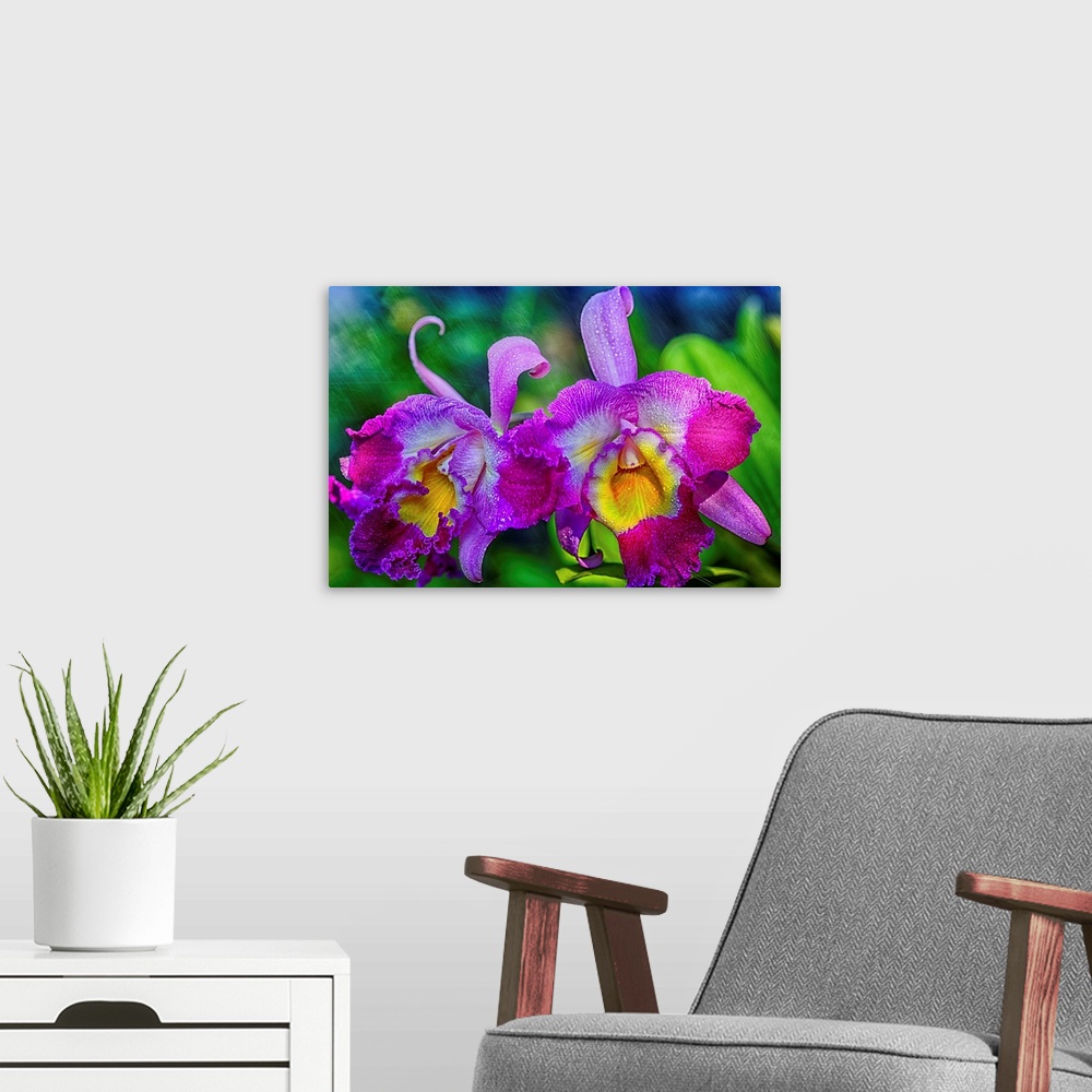 A modern room featuring Cattleaya orchids growing in Hawaii