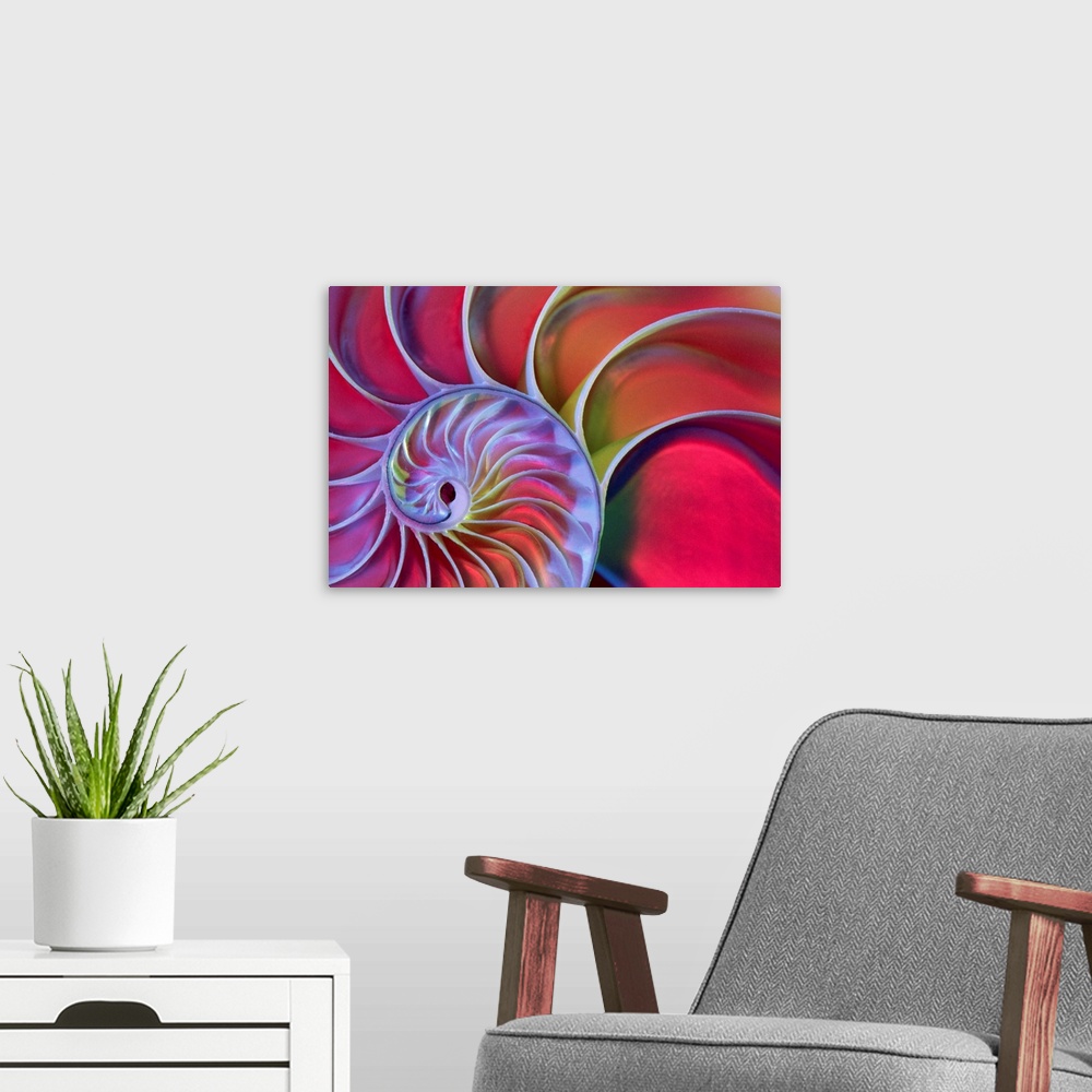 A modern room featuring Chambered Nautilus In Colored Light