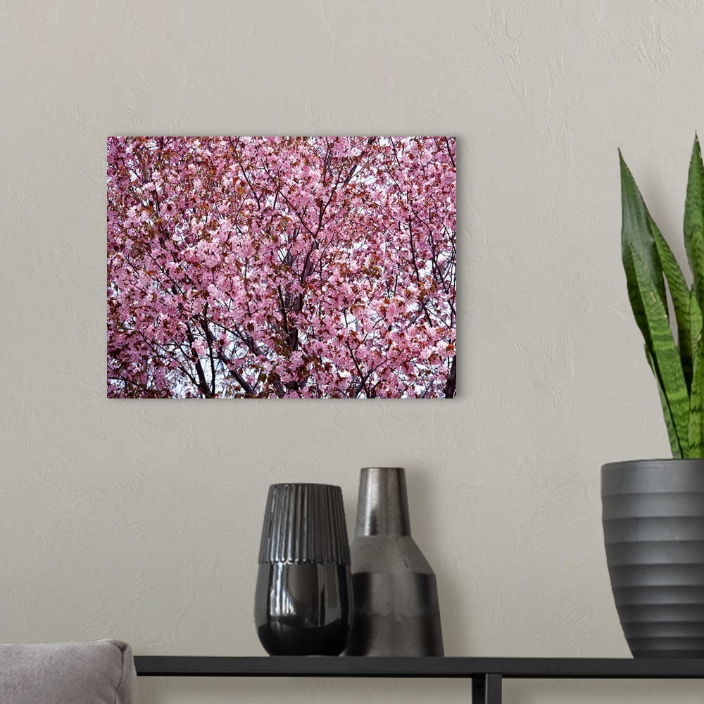 A modern room featuring Cherry Blossom