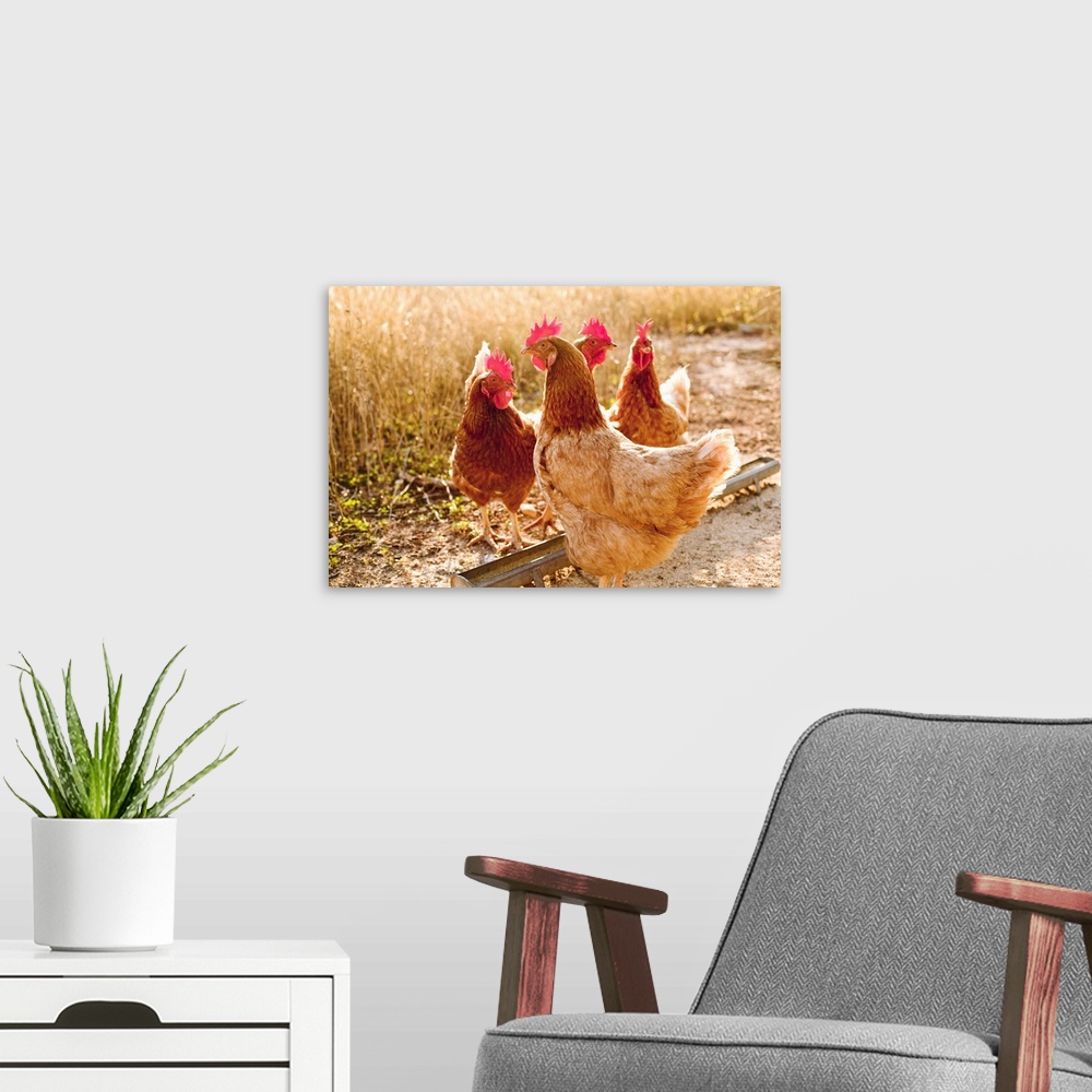 A modern room featuring Chickens in dirt yard