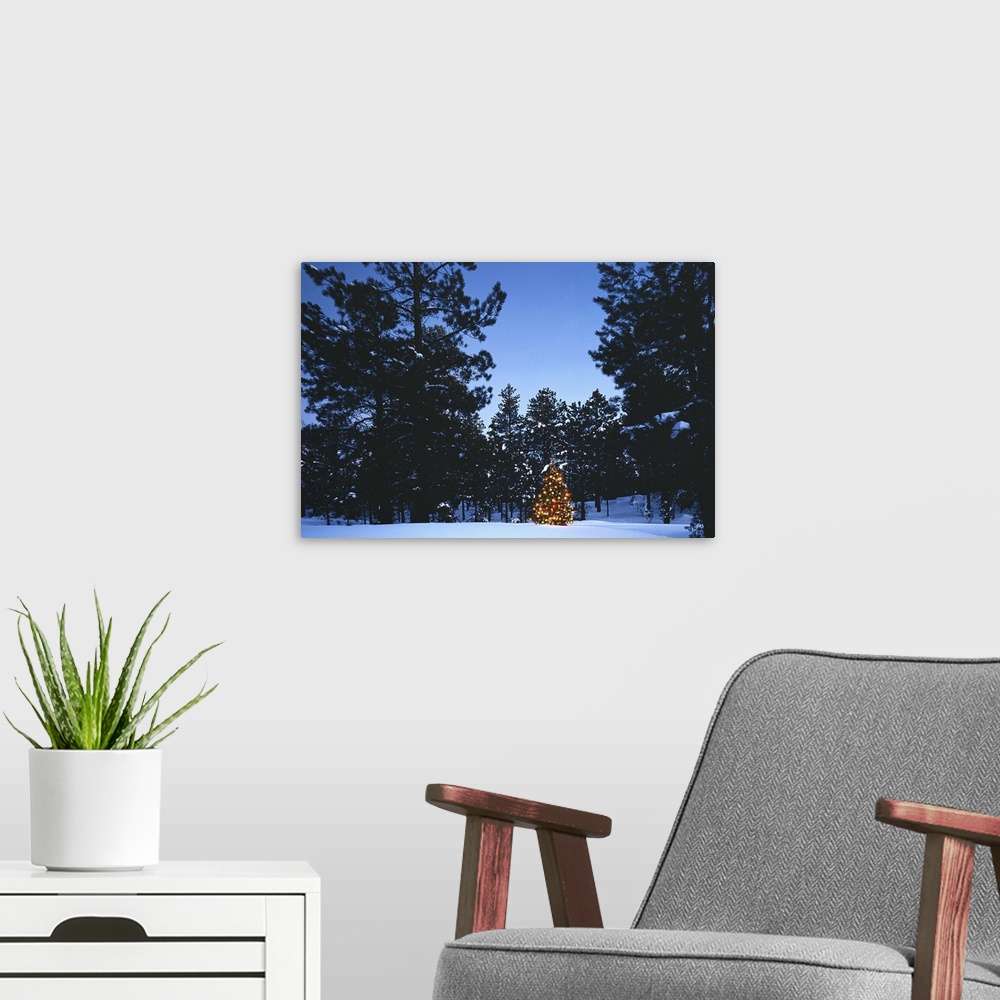 A modern room featuring CHRISTMAS TREE IN PINE FOREST IN SNOW IN NORTH ARIZONA