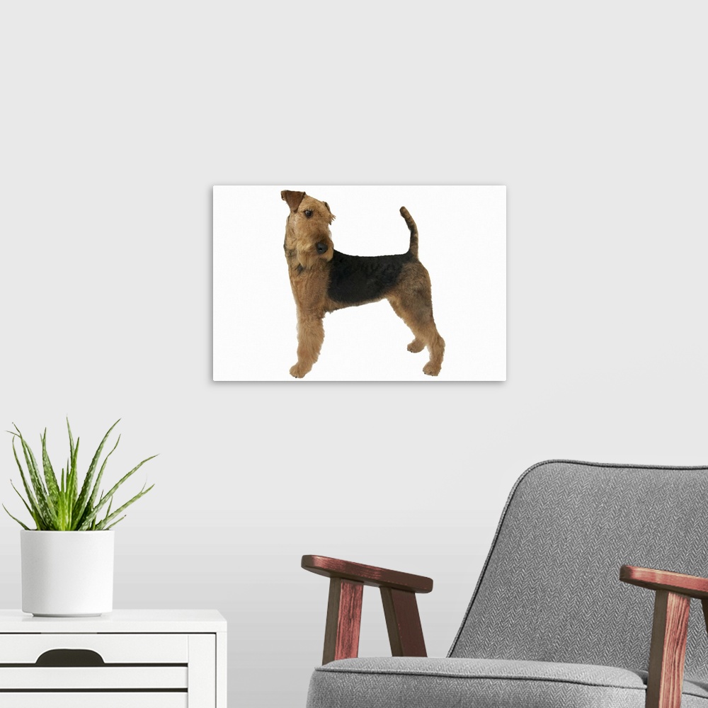 A modern room featuring Close up of an airedale terrier