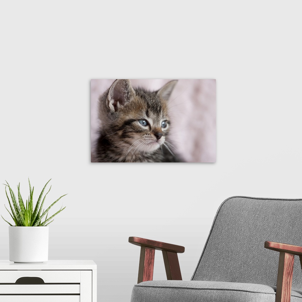 A modern room featuring Close Up of Kitten