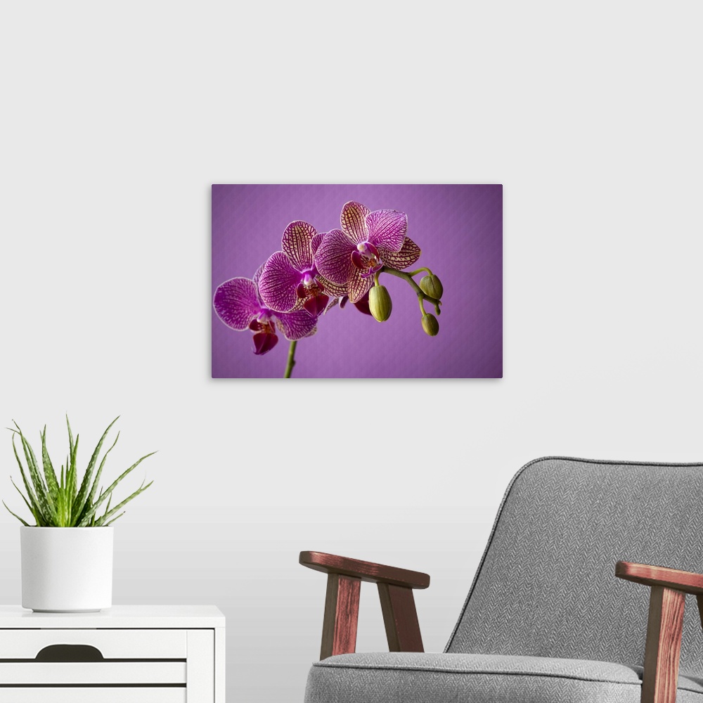 A modern room featuring Close up of orchid flower petals