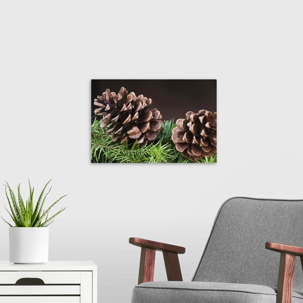A modern room featuring Close-up of pine cone