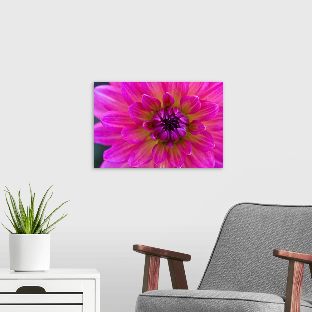 A modern room featuring Close-up of pink flower
