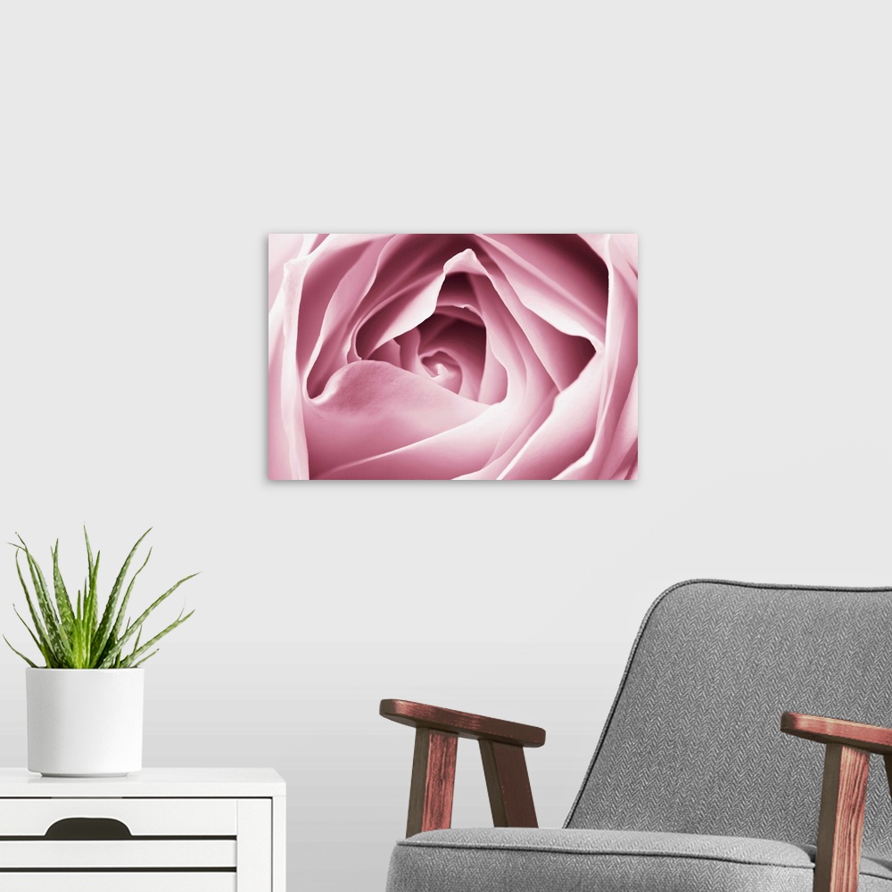 A modern room featuring Close-Up View Of Pink Rose