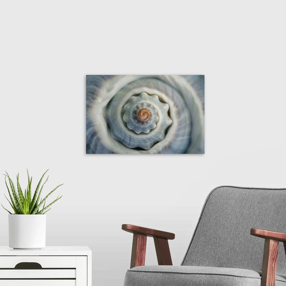 A modern room featuring Macro image of spiraled top of blue colored conch sea shell.