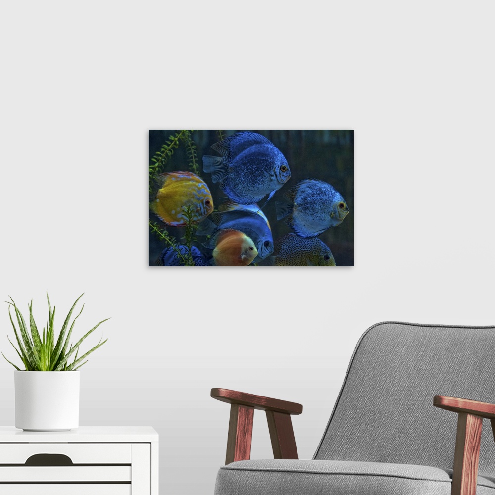 A modern room featuring Colorful Discus (Symphysodon aequifasciatus) Fish