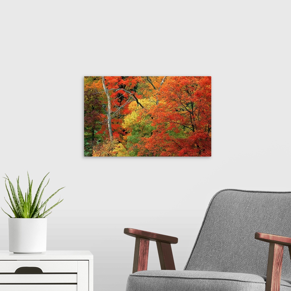 A modern room featuring Colorful fall trees