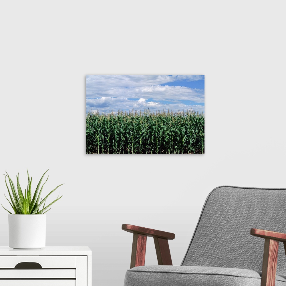 A modern room featuring Late summer green cornfield with cloudy blue sky.