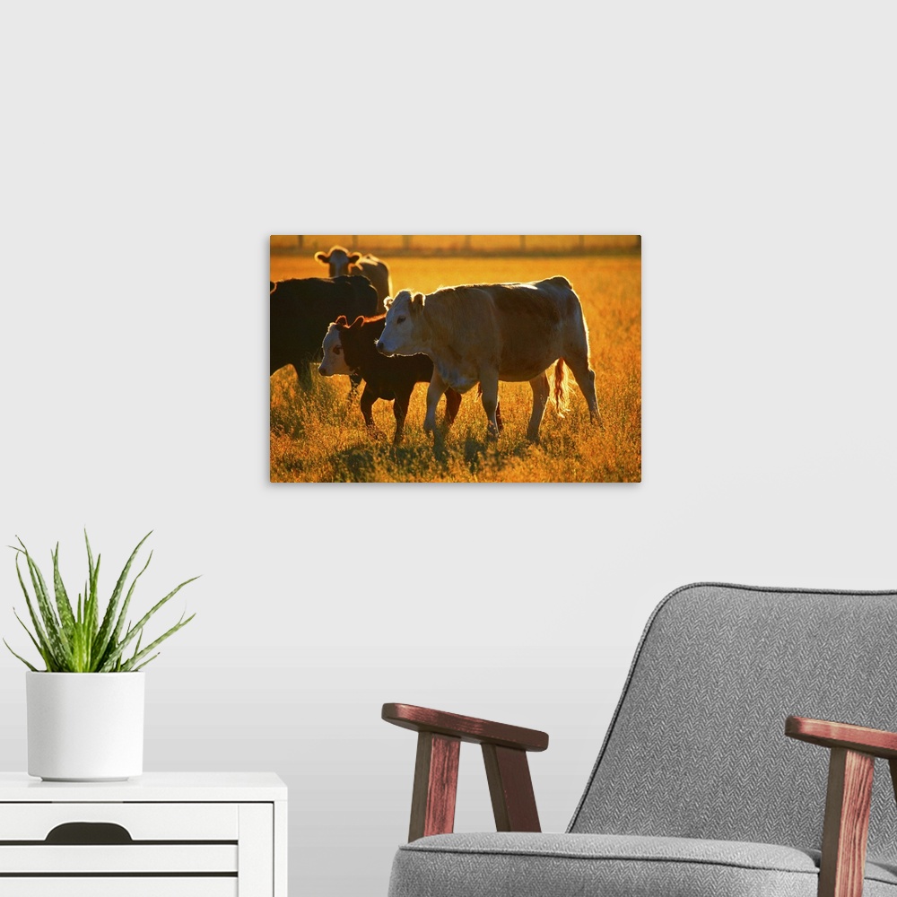 A modern room featuring Cows at pasture
