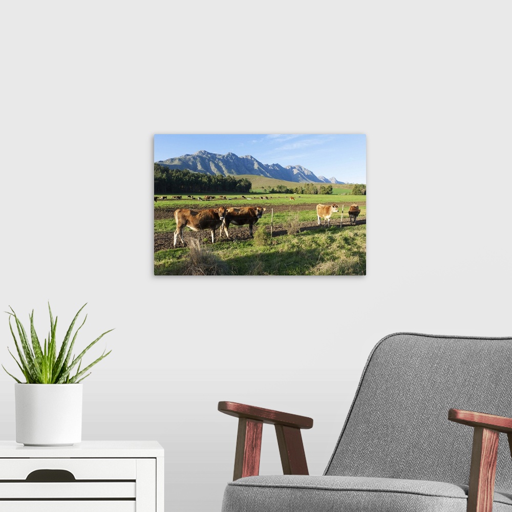 A modern room featuring Cows (Bos primigenius) grazing in the pastures of a Greyton Farm, Overberg, Western Cape, South A...