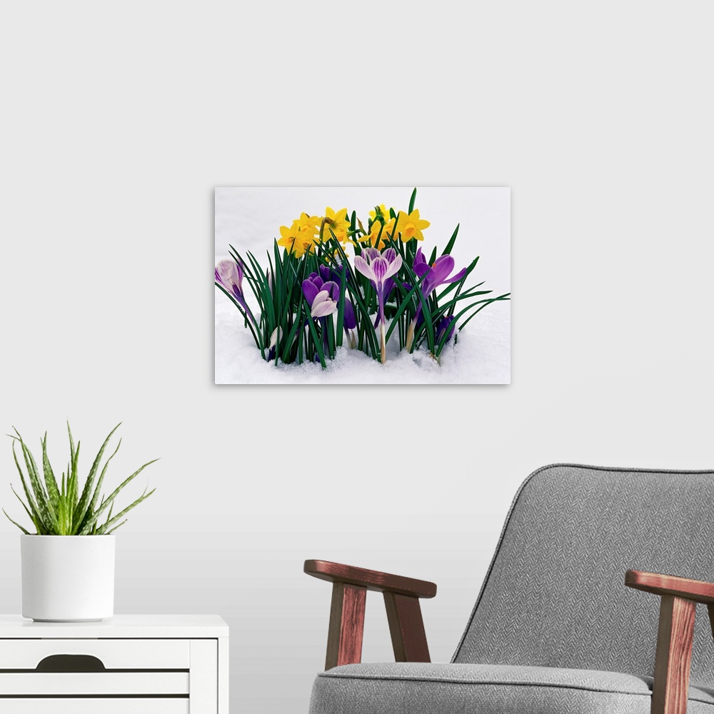A modern room featuring Crocuses And Daffodils In Snow