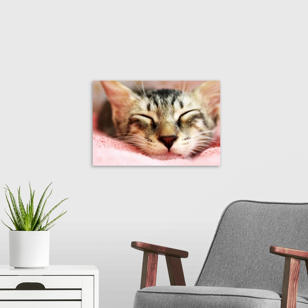 A modern room featuring Cute kitten that looks like tiger sleeping on pink blanket.