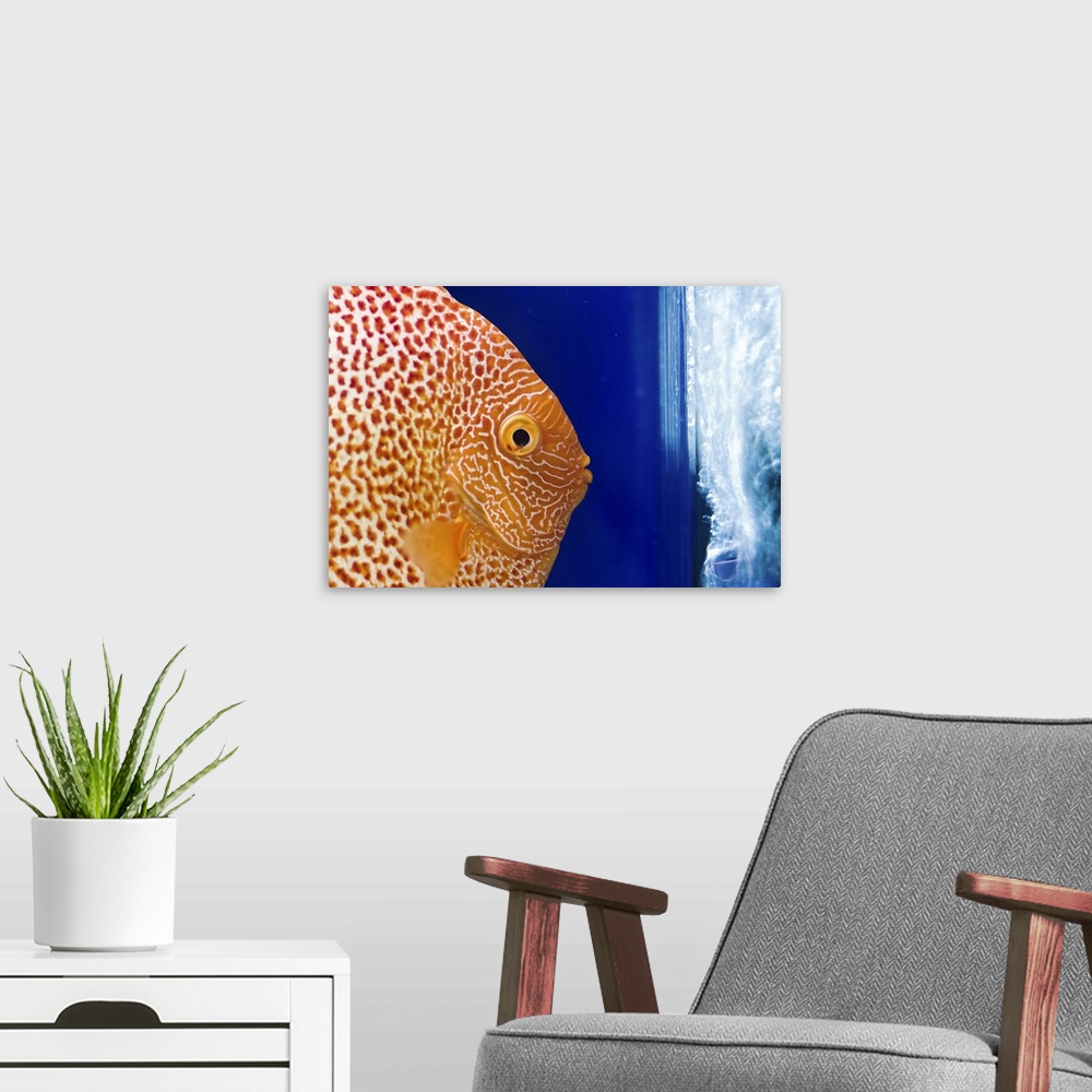 A modern room featuring sometimes referred to as 'pompadour fish'