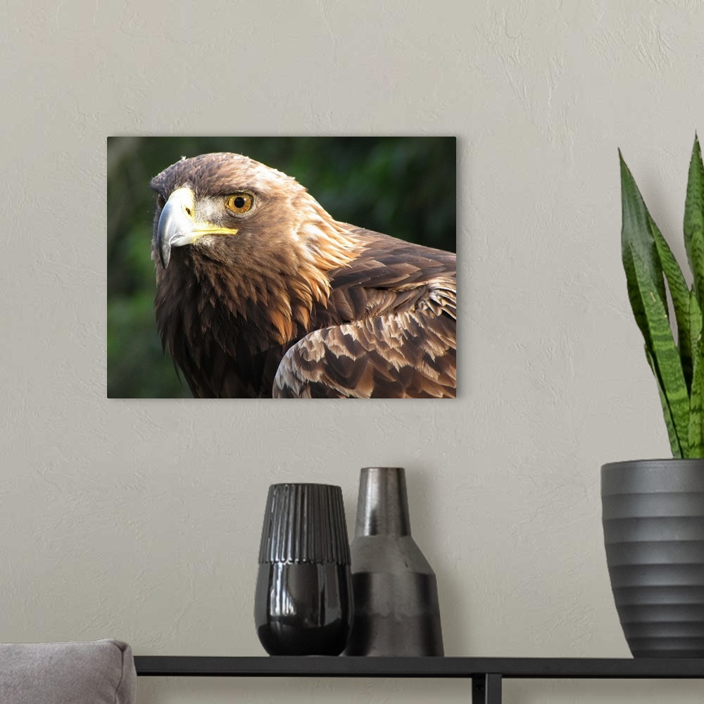 A modern room featuring Three-quarter view of golden eagle's head. Accent on left eye and beak.  Right eye and top of win...