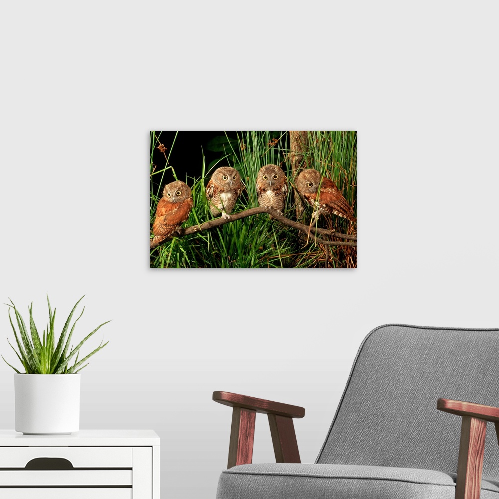 A modern room featuring Three month old eastern screech owl fledglings on a branch in tall grass.