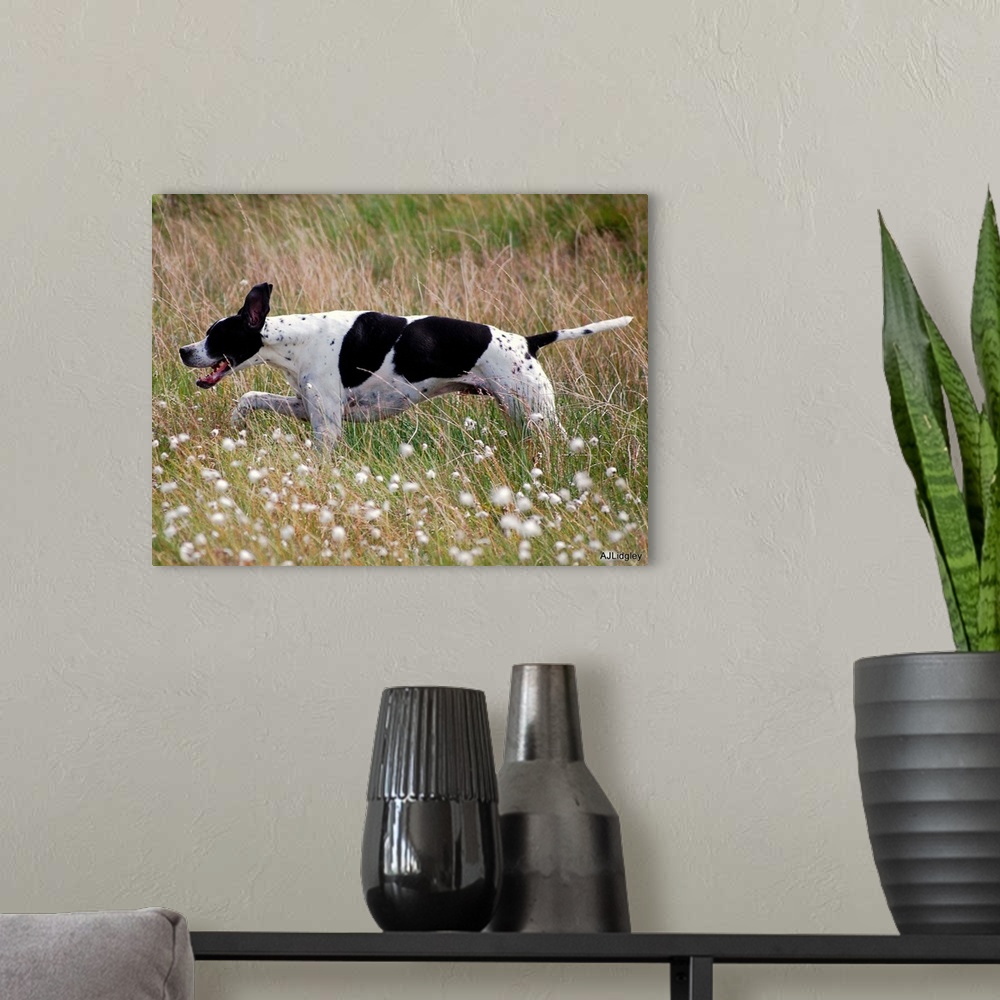 A modern room featuring English Pointer running in Scotland