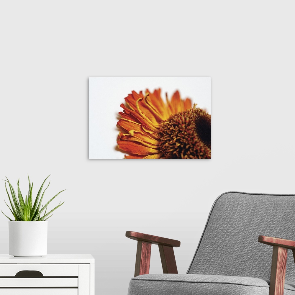 A modern room featuring Extreme close-up of dried orange flower