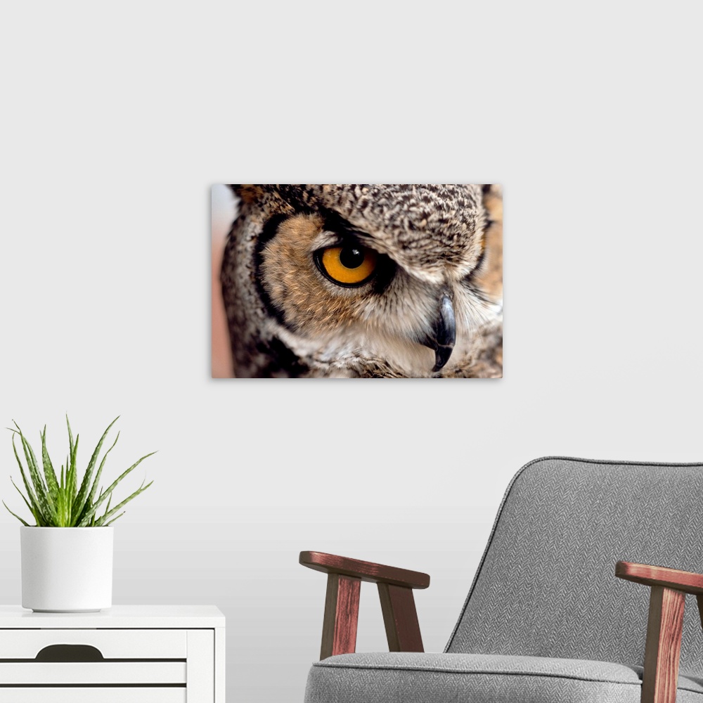 A modern room featuring A close up of an eye of a great horned owl.
