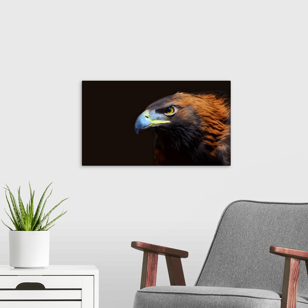 A modern room featuring Profile of female golden eagle.