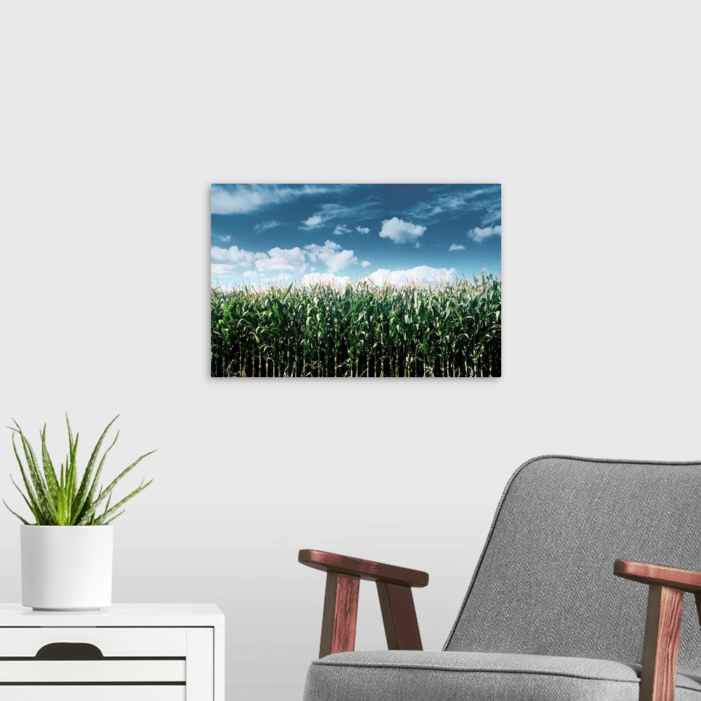 A modern room featuring Field Of Corn Plants