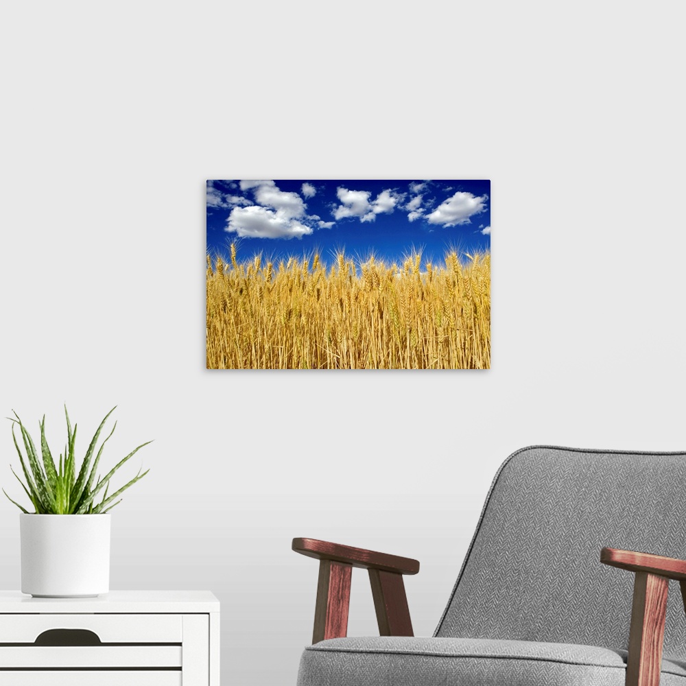 A modern room featuring Field of wheat