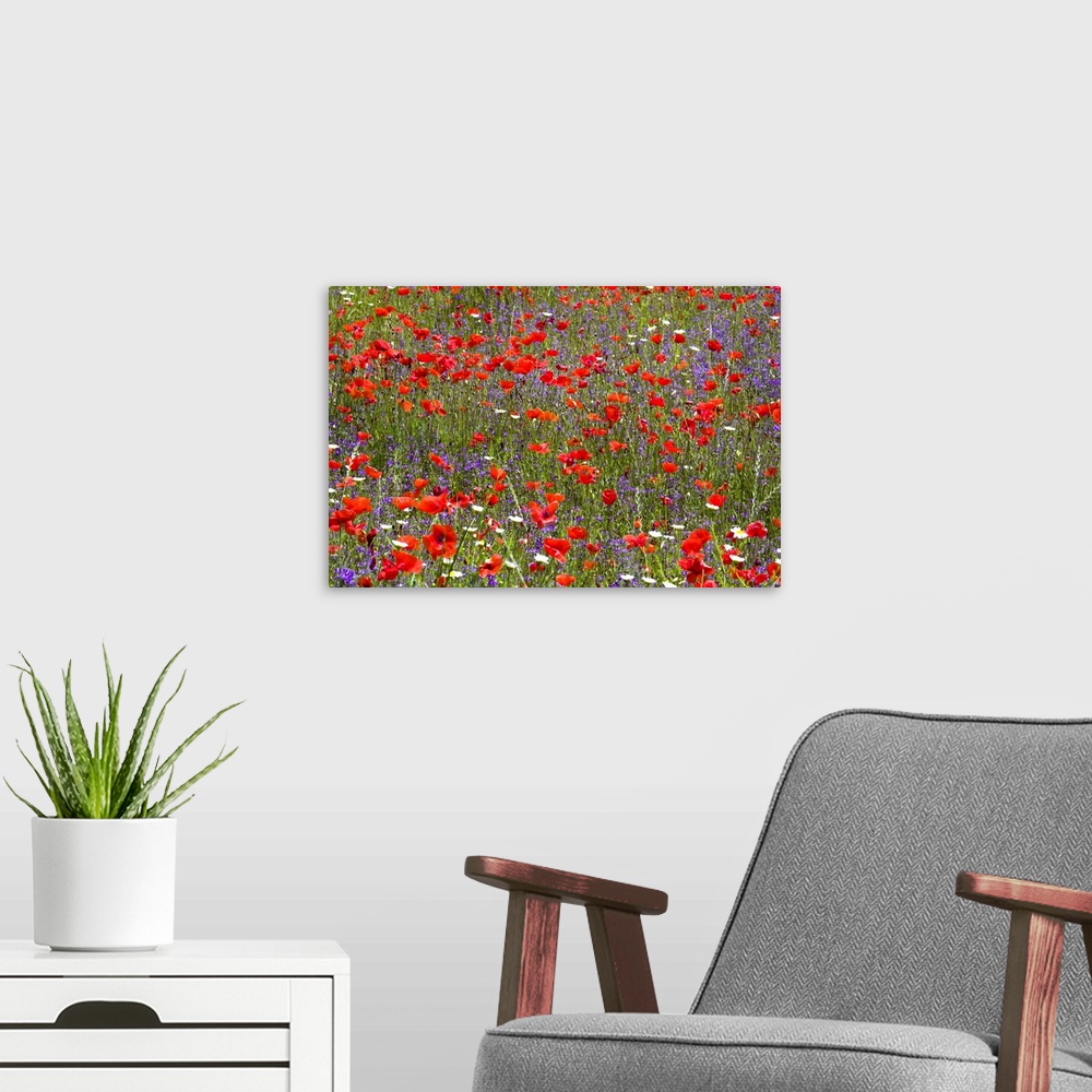 A modern room featuring Full-frame view of field of wild flowers, poppies (Papaver rhoeas) prominent, near Orvieto, Terni...