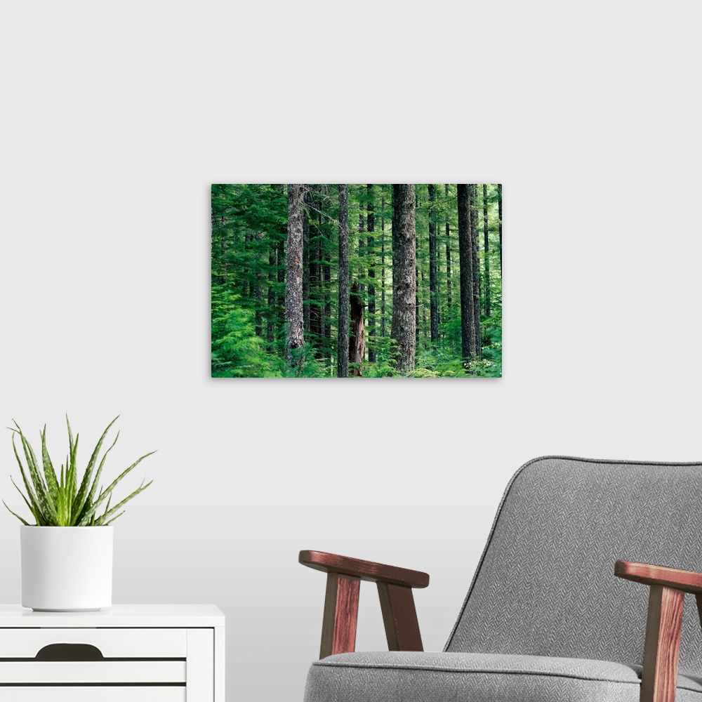 A modern room featuring Forest Symmetry, Washington