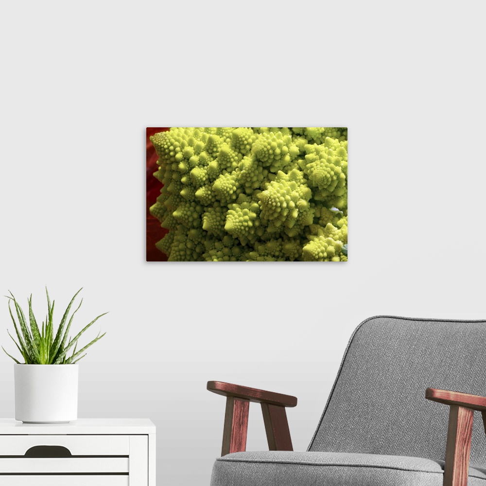 A modern room featuring Romanesco Broccoli showing its fractal geometry.A variant form of cauliflower
