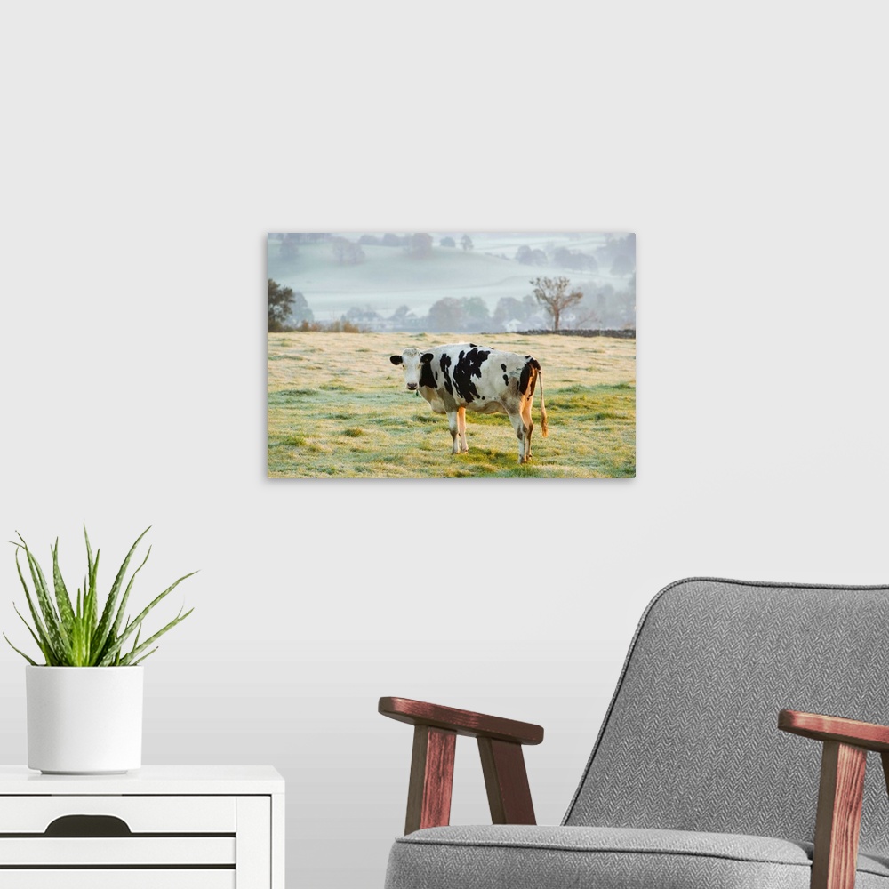 A modern room featuring Friesen Cow Standing In Pasture