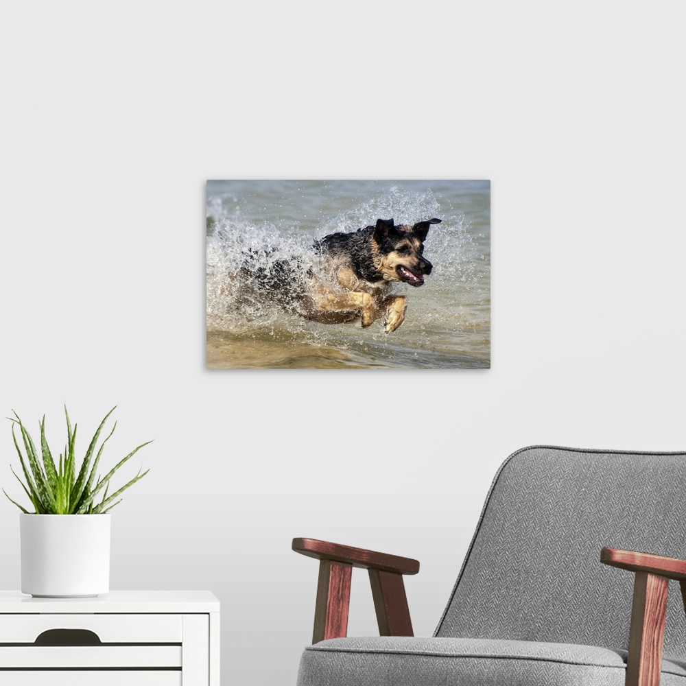 A modern room featuring Alsatian dog jumping through water and making splash.