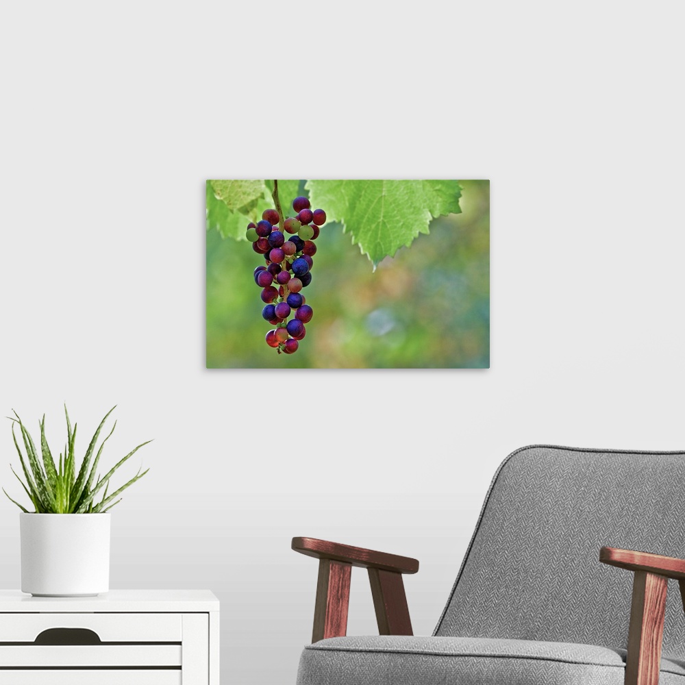 A modern room featuring Ripe grapes in vineyard of Koenigswinter.