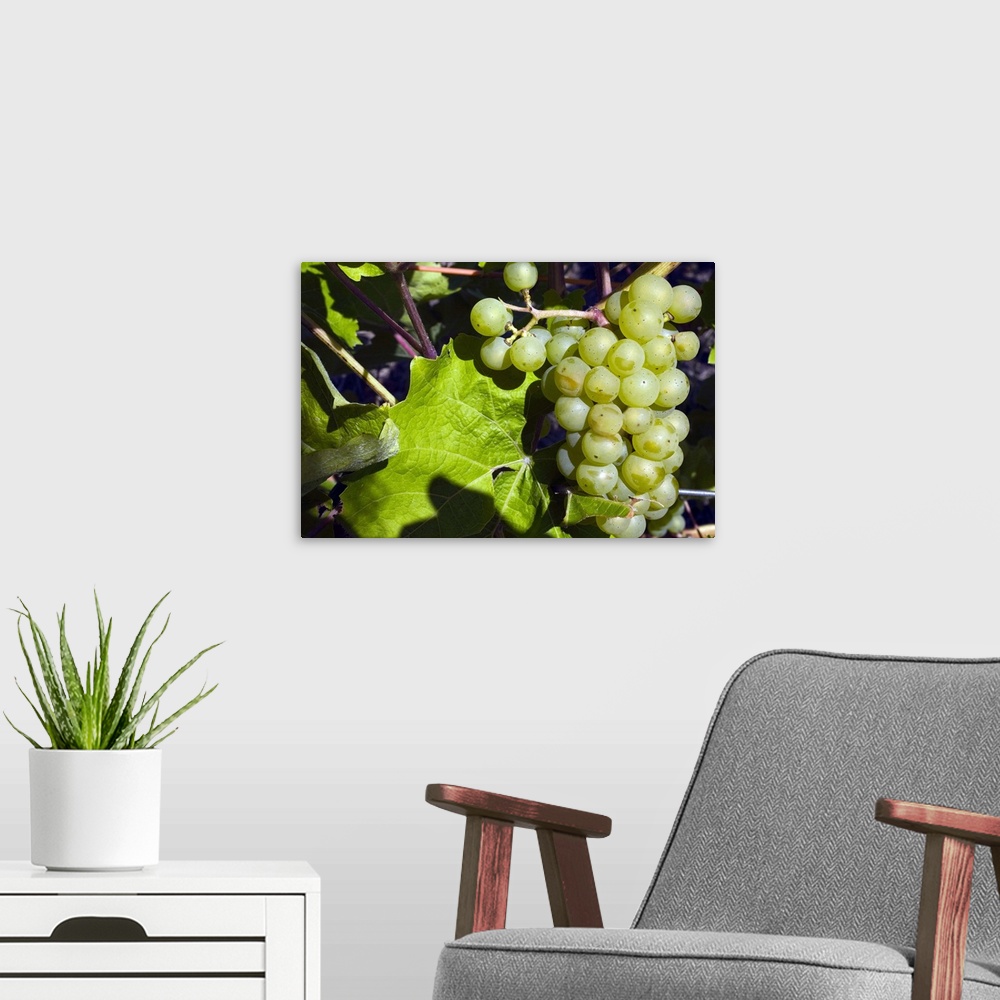 A modern room featuring Grapes on the vine
