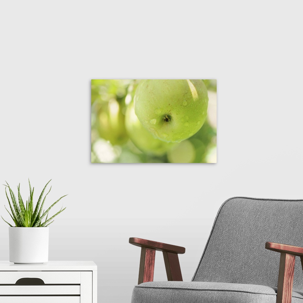 A modern room featuring Green apples