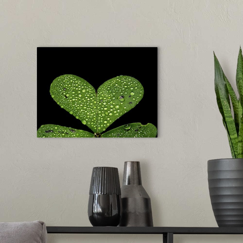 A modern room featuring Middle clover with drops of water in the morning. A beautiful green heart.