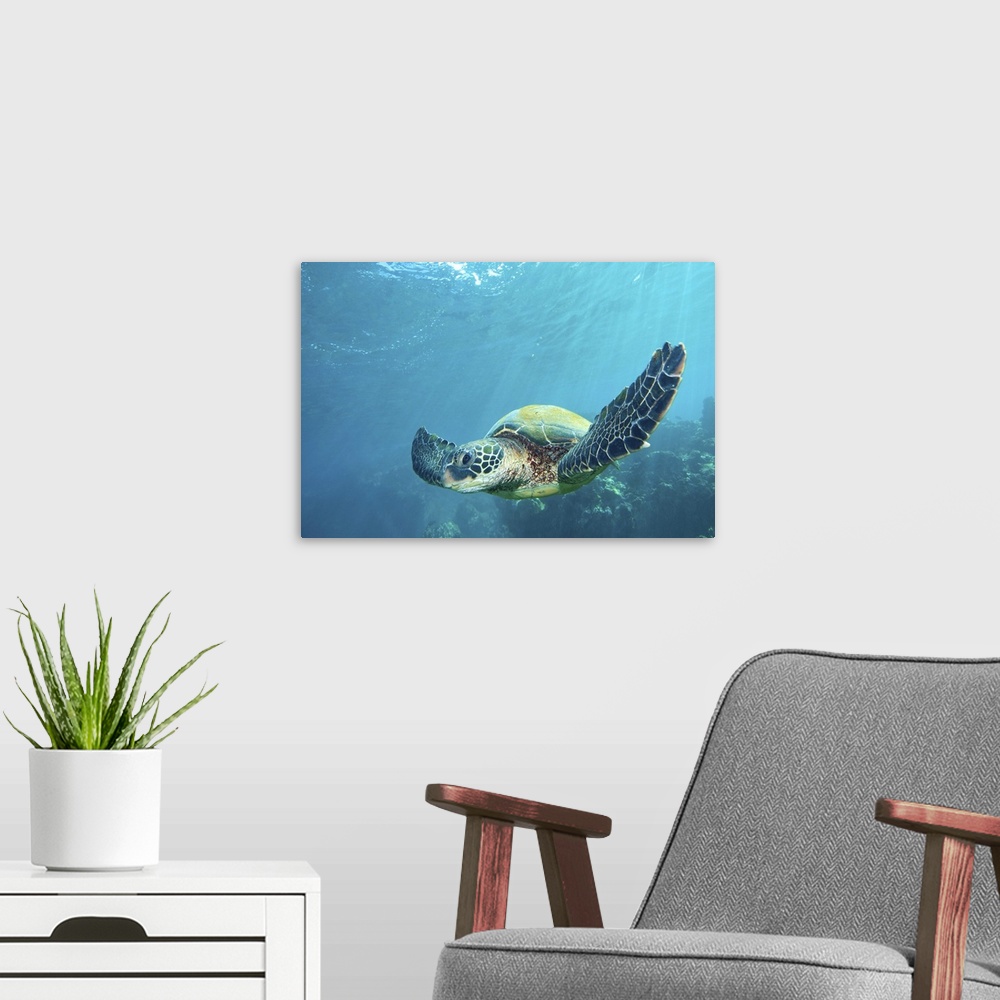 A modern room featuring Green sea turtle flying underwater over coral reef in Maui, Hawaii.
