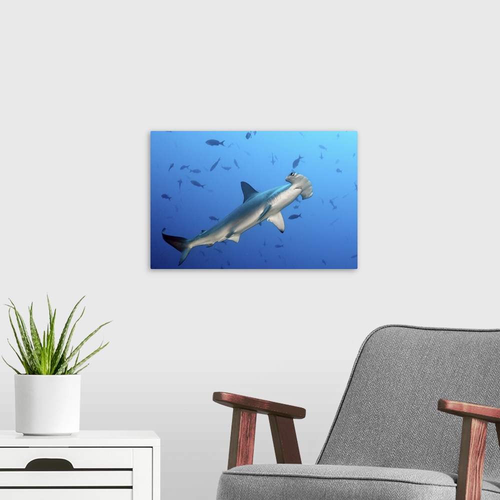 A modern room featuring Hammerhead shark under water in Cocos island.