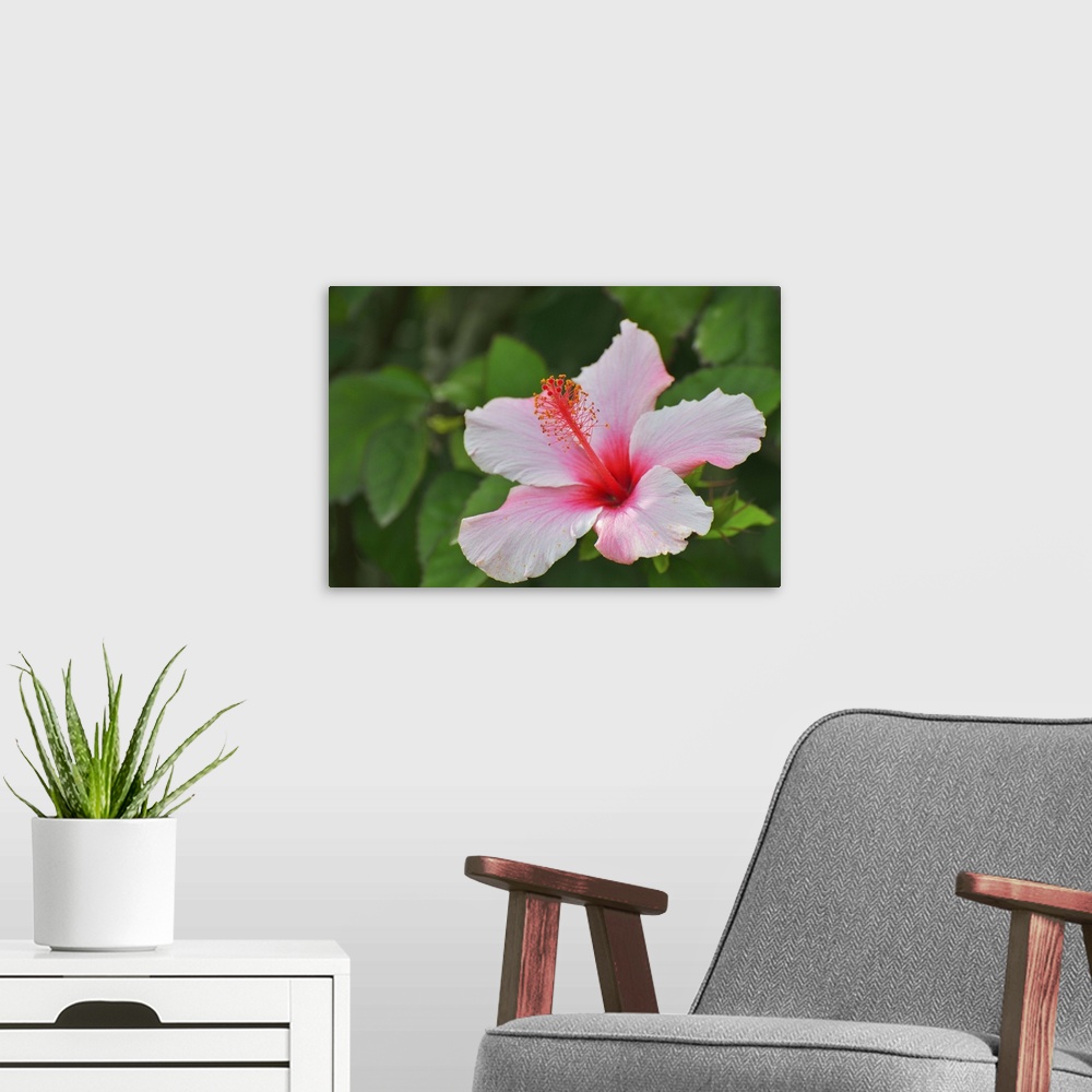 A modern room featuring Hibiscus Flower, close-up, Baden-Wurttemberg, Germany, Europe