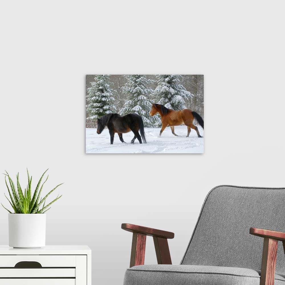 A modern room featuring Bay half-Frisian mare and dark brown Canadian gelding trotting through deep snow. Three tall fir ...