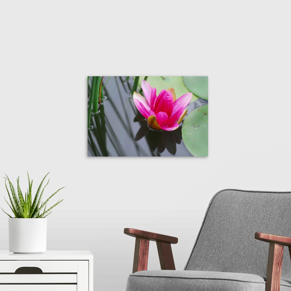 A modern room featuring A lovely vivid hot pink lotus or water lily in a pond with shadows and greens.