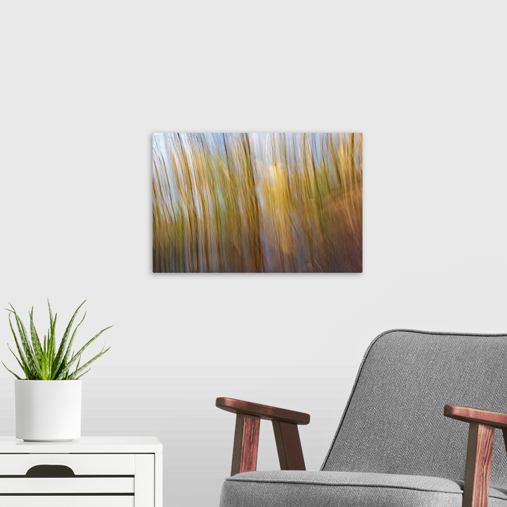 A modern room featuring ICM image of golden flowing trees and blue sky and pond. United Kingdom.