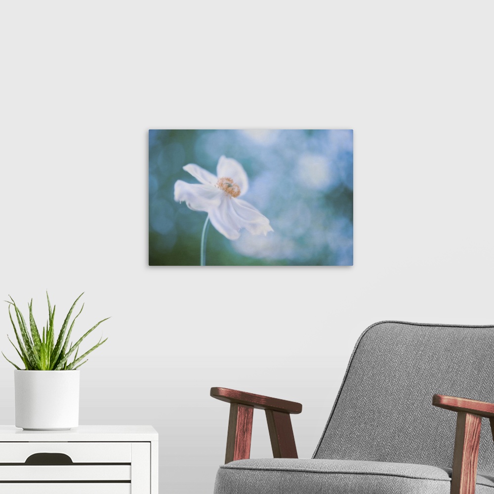 A modern room featuring Isolated white cosmos with petals motioned by the wind, against blue bokeh background.