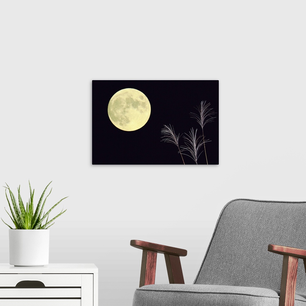 A modern room featuring Japanese pampas grass and the moon