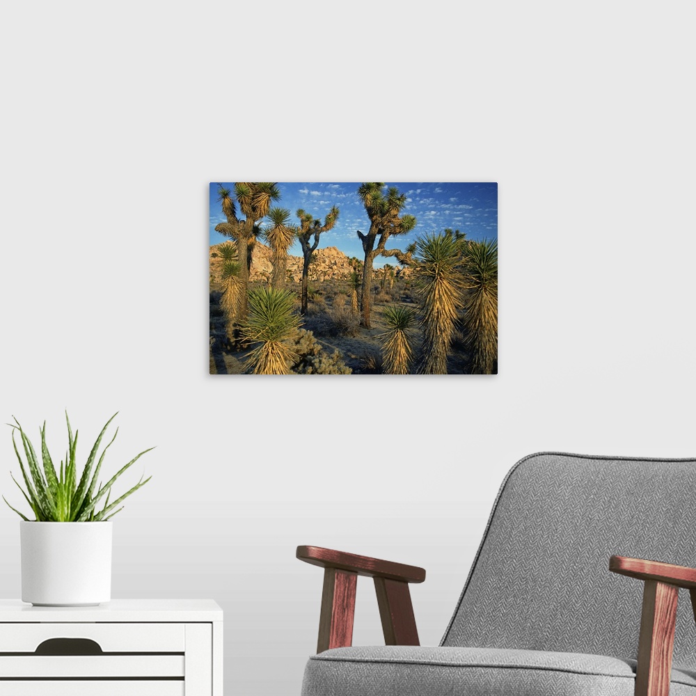 A modern room featuring Joshua Tree National Park, Mohave Desert