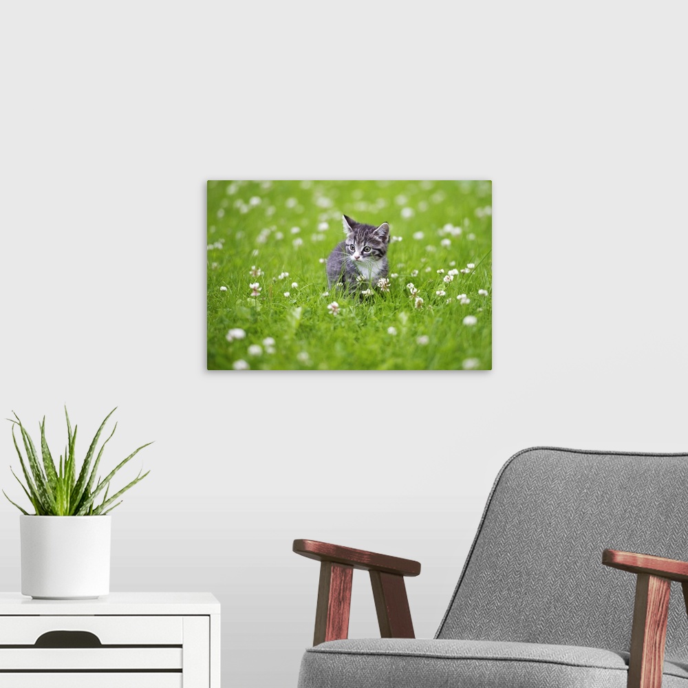 A modern room featuring Kitten in grass with white flowers.