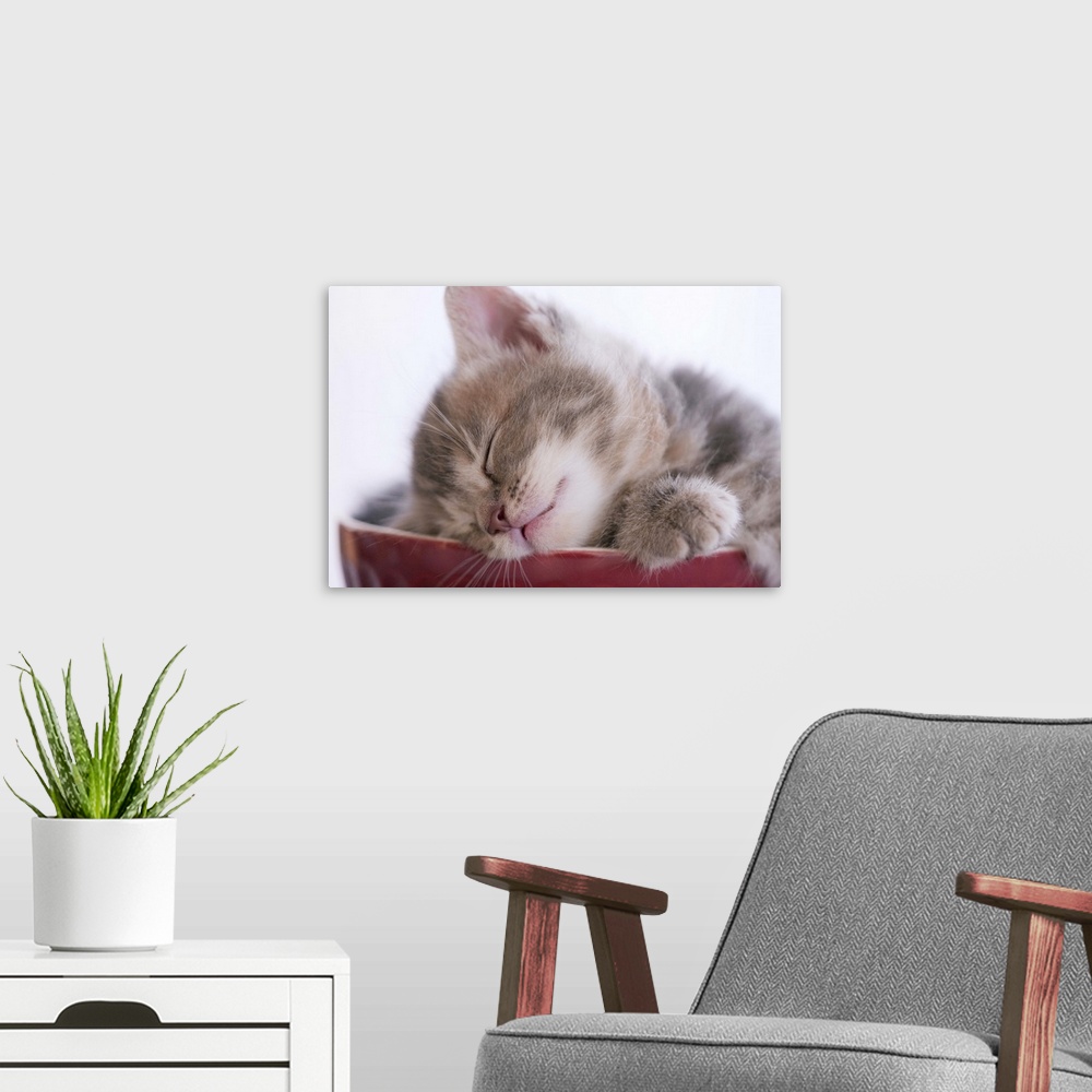 A modern room featuring Kitten Sleeping in Bowl